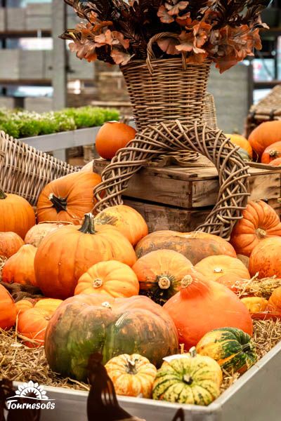 Potirons colorés sur une table en bois, parfaits pour les décorations de saison automne-hiver.